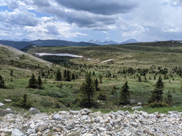 Krummholz on Plateau Mountain, view looking west. Photo: Manna Parseyan