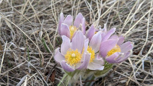 Prairie Crocus, Ft Saskatchewan, 2022-04-26, MParseyan