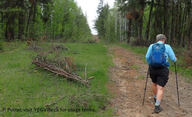 A hiker heading North along the central alley of the site, Bridge Lake NA (PNT), 2026-05-26, P. Potter.