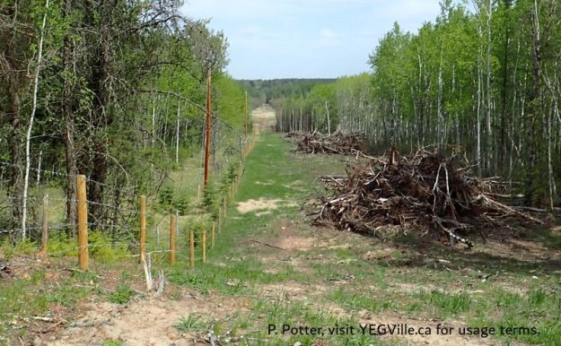 Looking North along the West boundary of the site from approximately the mid-point, Bridge Lake NA (PNT), 2026-05-26, P. Potter.