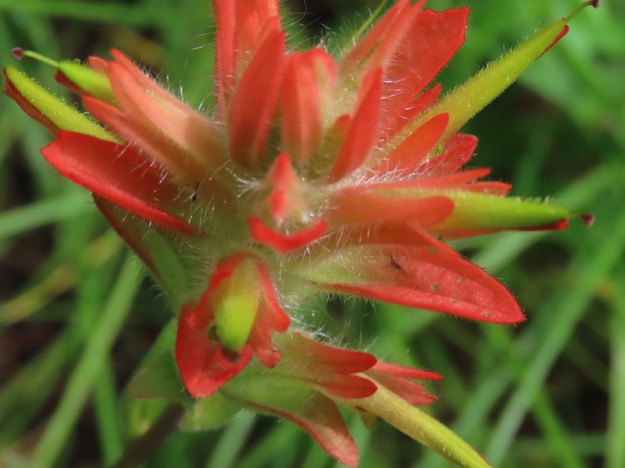 Paintbrush in bloom, Open Creek NA, 2023-08-09, Hubert Taube.